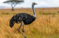 Lone male ostrich walks through the tall grass of the savannah Royalty Free Stock Photo