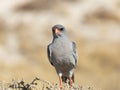 Lone male pygmy falcon perched on shrub in Etosha National Park