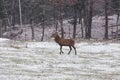 Lone male Wapiti in a snow field