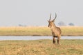 Lone male waterbuck