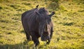 Single male white rhino in the South African bush with tickbird Royalty Free Stock Photo