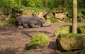 Lone male white rhino resting in the shade of a tree Royalty Free Stock Photo