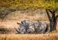 Single male white rhino resting under a tree in the South Africa Royalty Free Stock Photo