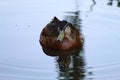 A lone mallard duck swimming over a calm and tranquil lake during a heatwave Royalty Free Stock Photo