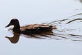 A lone mallard duck swimming over a calm and tranquil lake during a heatwave. Royalty Free Stock Photo