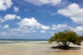Lone Mangrove Tree Royalty Free Stock Photo