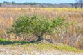 Lone Mangrove Tree Royalty Free Stock Photo