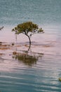 Lone Mangrove Tree Royalty Free Stock Photo