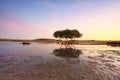 Lone Mangrove Tree Royalty Free Stock Photo