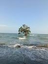 Lone Mangrove Tree in the Ocean Royalty Free Stock Photo
