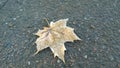 Lone maple leaf in the frost on the pavement Royalty Free Stock Photo