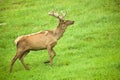 A lone a maral running around on the green grass in the fog