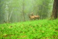 A lone a maral running around on the green grass in the fog