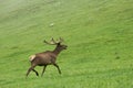 A lone a maral running around on the green grass in the fog