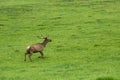 A lone a maral running around on the green grass in the fog Royalty Free Stock Photo