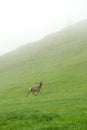 A lone a maral running around on the green grass in the fog