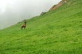 A lone a maral running around on the green grass in the fog Royalty Free Stock Photo
