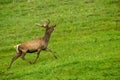 A lone a maral running around on the green grass in the fog