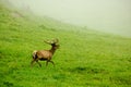 A lone a maral running around on the green grass in the fog