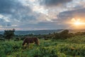 Lone mare at Sunset Royalty Free Stock Photo