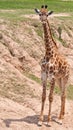 A lone Masai giraffe Royalty Free Stock Photo