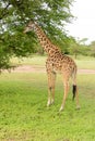 LOne Masai giraffe eating from a tree Royalty Free Stock Photo