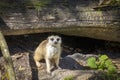 Meerkat Looking at Camera Royalty Free Stock Photo