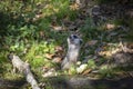 Meerkat Looks Up to the Sky Royalty Free Stock Photo