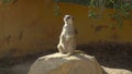 A lone meerkat sits on a stone and looks around. Meerkat in the African zoo in the open air. Animals Out of Will Royalty Free Stock Photo