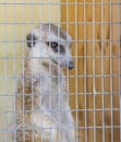 A lone meerkat trapped in a cage in a zoo. Vertical photo, concept of keeping animals in captivity Royalty Free Stock Photo