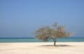 Lone mesquite tree in Al Jazair sea beach Bahrain