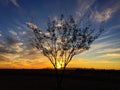 Lone Mesquite Tree at Sunset