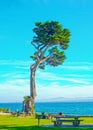 Lone Monterey Cypress Tree in park