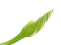 Lone Moonflower Bud on White Royalty Free Stock Photo