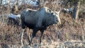 Lone moose cow during golden hour in Denali National Park in Alaska USA Royalty Free Stock Photo