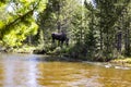 Moose cow in Rocky Mountain National Park Royalty Free Stock Photo