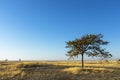 Lone mopani tree on Kukonje Island Royalty Free Stock Photo