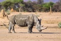 Mud covered white rhino in the arid Namibia landscape Royalty Free Stock Photo