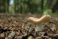 Lone Mushroom Royalty Free Stock Photo