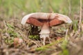 Lone mushroom in a field near the Palatinate Forest