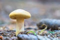 Lone mushroom in the forest close-up