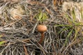 Lone mushroom in the woods