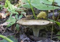 A lone mushroom growing in the wild forest ,Russula