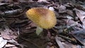 Lone mushroom