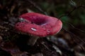 Lone Mushroom in dark forest