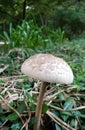 Lone Mushroom Sprouting from the Earth