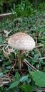 Lone Mushroom Sprouting from the Earth