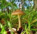 A lone mushroom sprouts from the ground in Dublin's Phoenix Park