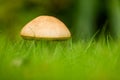 A Tiny Wee Mushroom Stands In Thin Green Grass