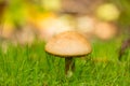 A Lone Mushroom Stands In Fresh Cut Lawn